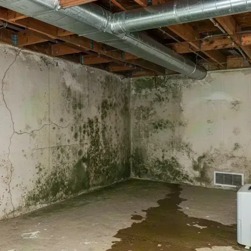 Professional Mold Removal in Chesapeake, WV